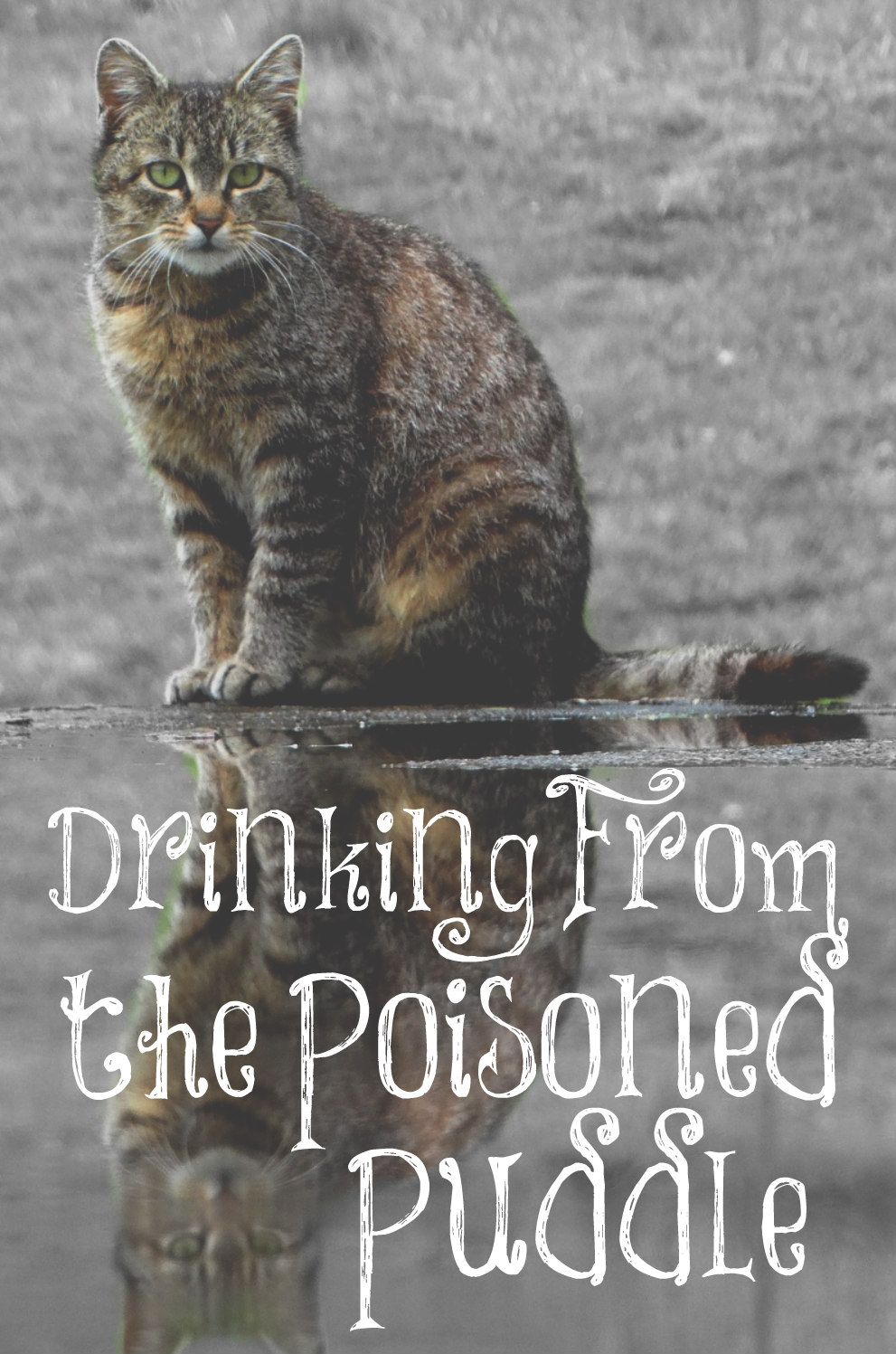 Drinking From the Poisoned Puddle